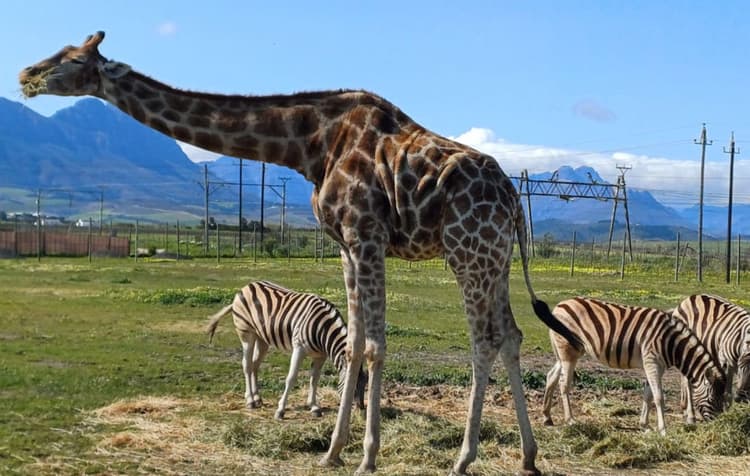A preview image of the Giraffe + Wine Estates tour.