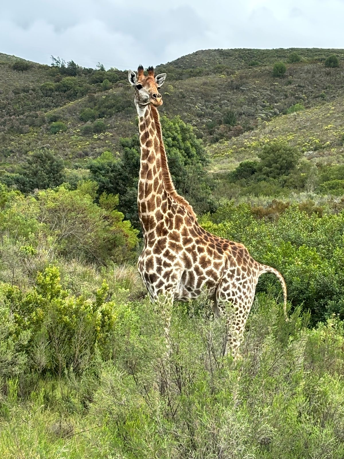 Wine & Giraffe Experience